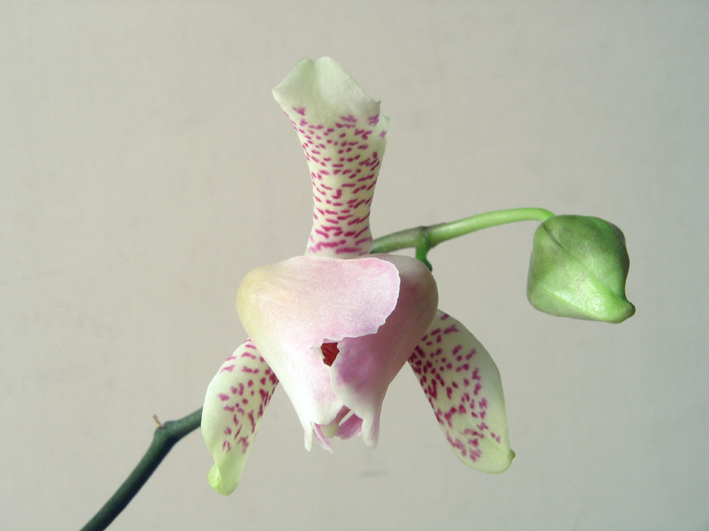 in attesa delle orchidee spontanee..mi accontento...